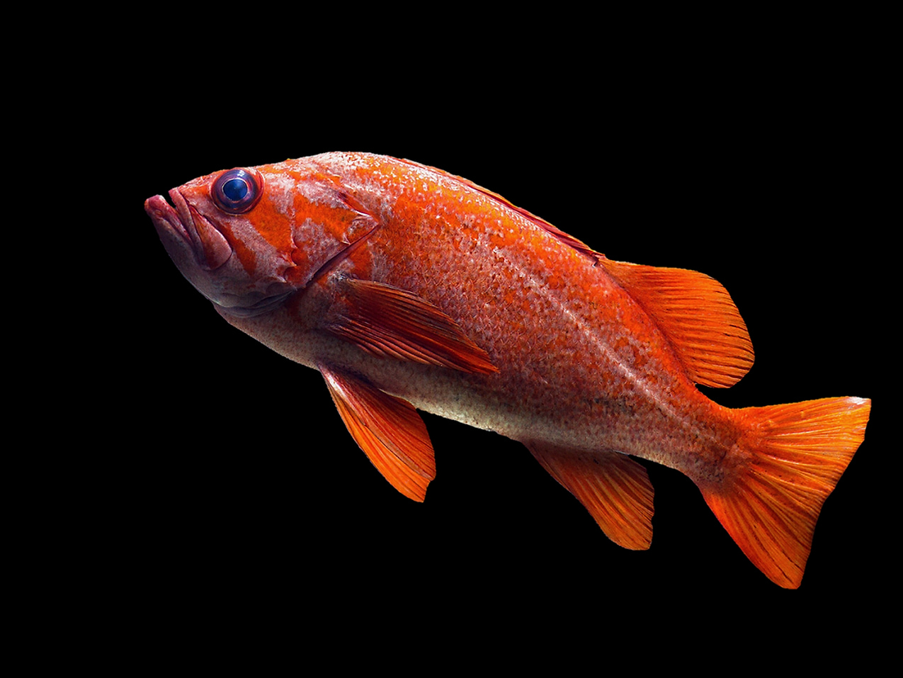 Chaleco de pesca multibolsillo con flotador integrado para seguridad