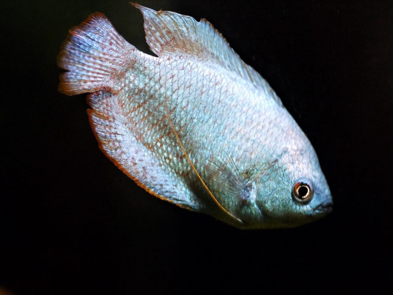 Red de pesca ancha con patrón de nudos consistente
